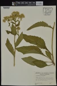 Parthenium integrifolium image