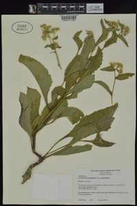 Parthenium integrifolium image