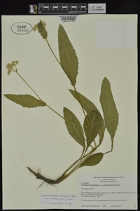 Parthenium hispidum image