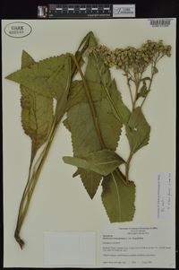 Parthenium integrifolium image