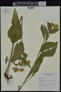 Parthenium integrifolium image