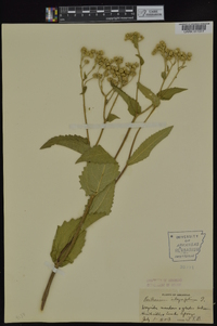 Parthenium integrifolium image