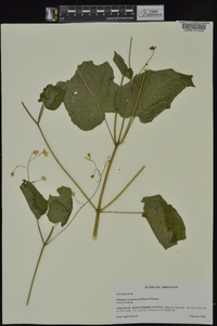 Polymnia cossatotensis image