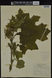 Smallanthus uvedalius image
