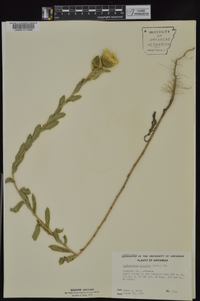 Grindelia ciliata image