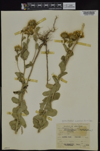 Grindelia ciliata image