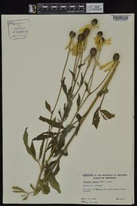 Ratibida pinnata image