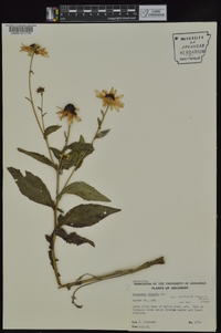 Rudbeckia fulgida var. umbrosa image