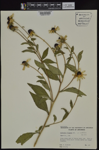 Rudbeckia fulgida image