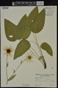 Rudbeckia fulgida var. umbrosa image