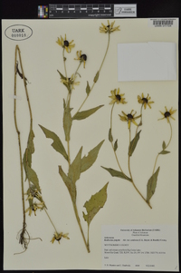 Rudbeckia fulgida var. umbrosa image