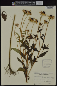 Rudbeckia fulgida var. umbrosa image