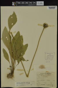 Rudbeckia grandiflora var. alismaefolia image