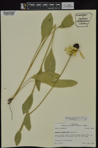 Rudbeckia grandiflora var. alismaefolia image