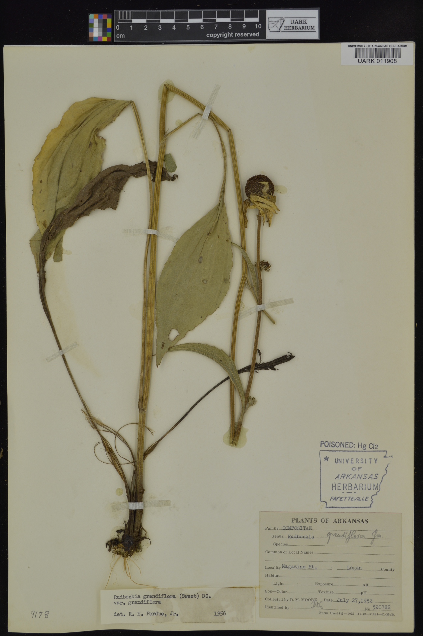 Rudbeckia grandiflora image