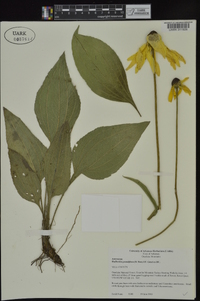 Rudbeckia grandiflora image