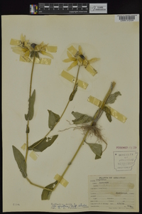 Rudbeckia hirta var. pulcherrima image