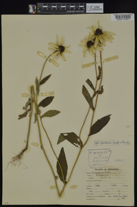 Rudbeckia hirta var. pulcherrima image