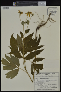 Rudbeckia laciniata var. laciniata image