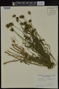 Rudbeckia hirta var. pulcherrima image