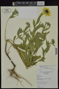 Rudbeckia hirta var. pulcherrima image