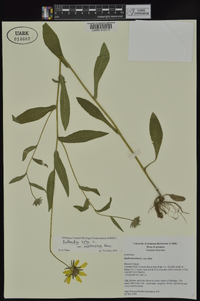 Rudbeckia hirta var. pulcherrima image