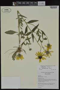 Rudbeckia hirta var. pulcherrima image