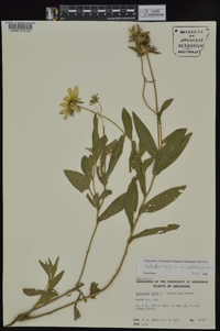 Rudbeckia hirta var. pulcherrima image