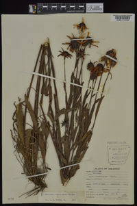 Rudbeckia missouriensis image