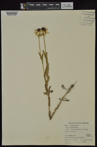 Rudbeckia missouriensis image