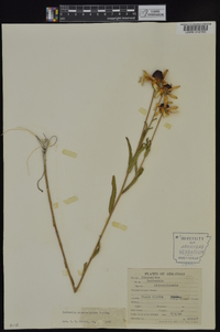 Rudbeckia missouriensis image