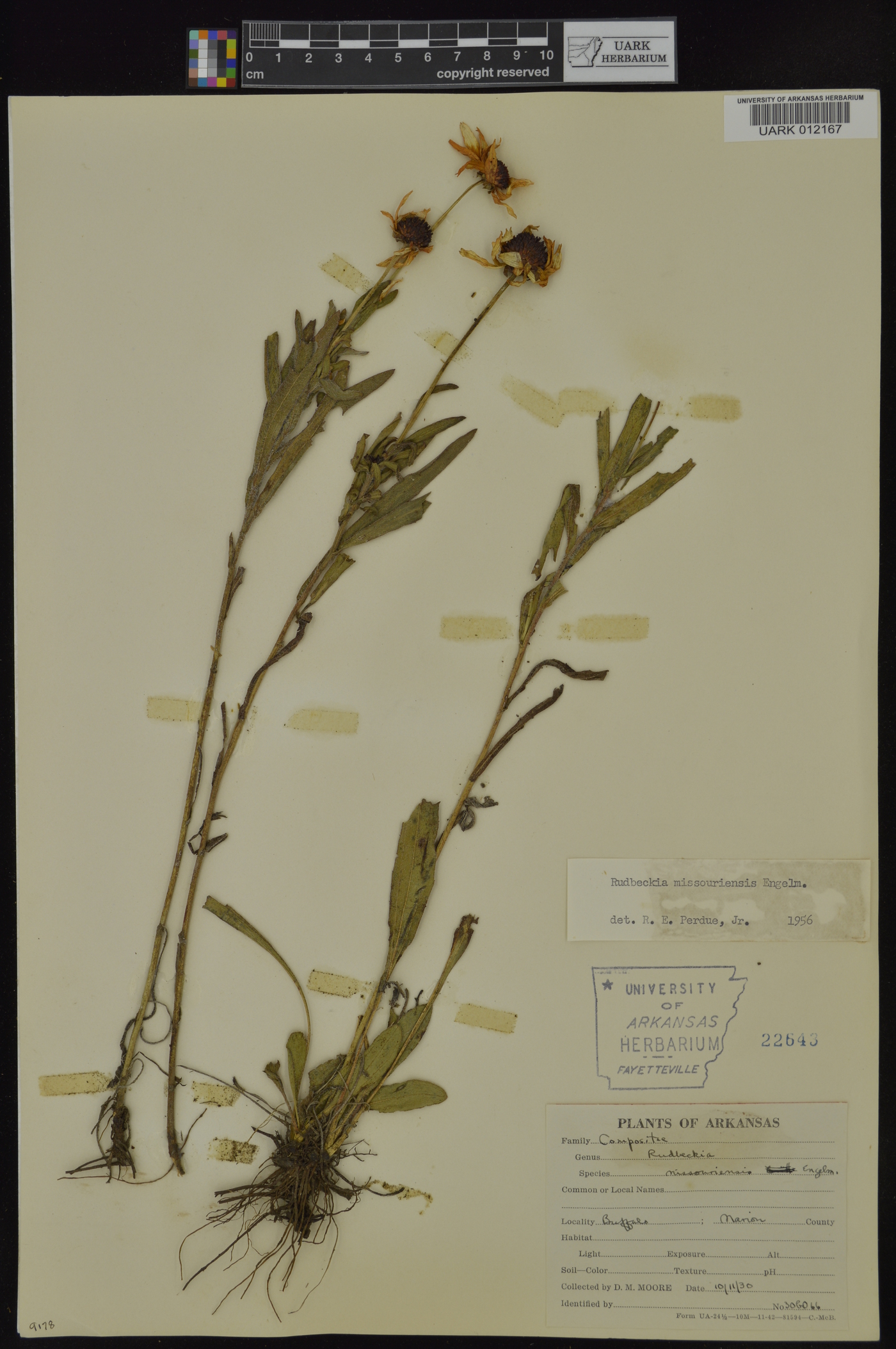 Rudbeckia missouriensis image