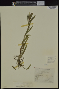 Rudbeckia missouriensis image