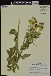 Rudbeckia subtomentosa image