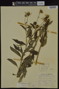 Rudbeckia subtomentosa image