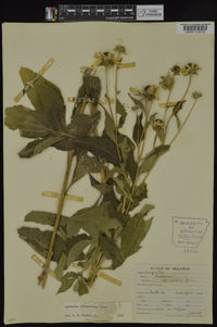 Rudbeckia subtomentosa image