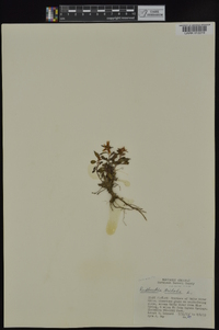Rudbeckia triloba image