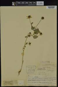 Rudbeckia triloba var. triloba image