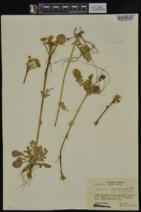 Packera obovata image