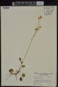 Packera obovata image