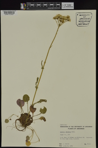 Packera obovata image