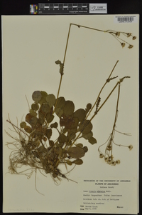 Packera obovata image