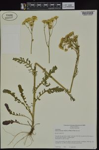 Packera obovata image