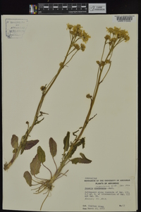 Packera tomentosa image