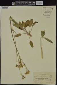 Packera tomentosa image