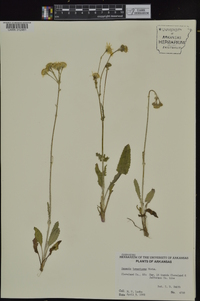 Packera tomentosa image