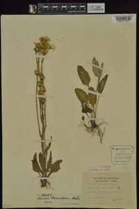 Packera tomentosa image