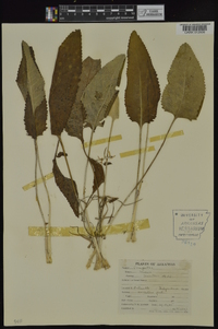 Packera tomentosa image