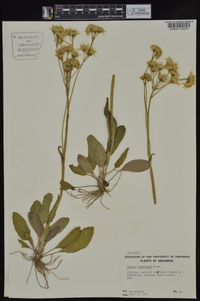 Packera tomentosa image