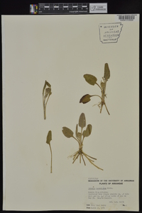 Packera tomentosa image